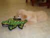 Luca Fun with Gator 2.JPG (39019 bytes)